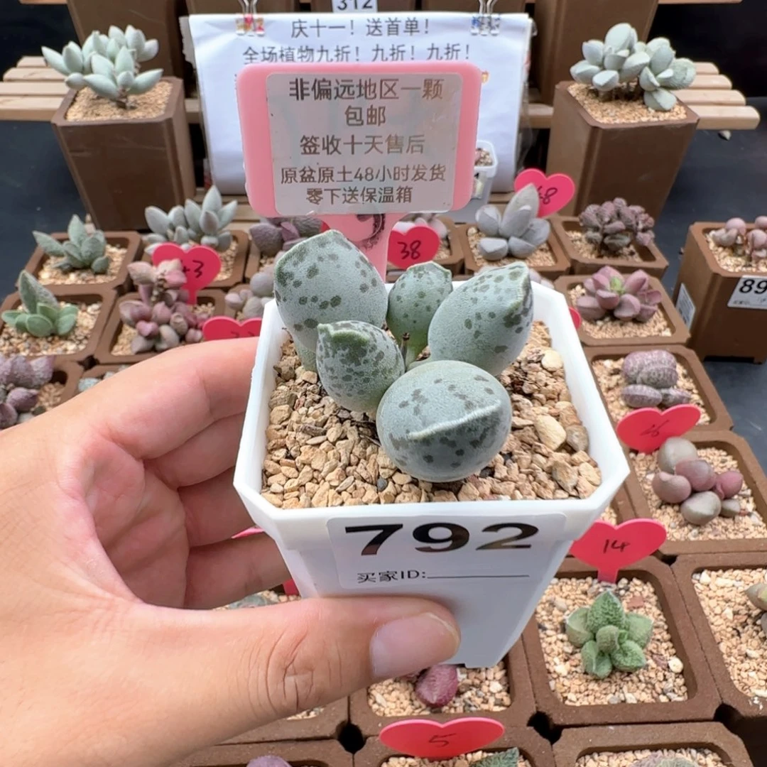 *️792丸叶海豹多肉植物