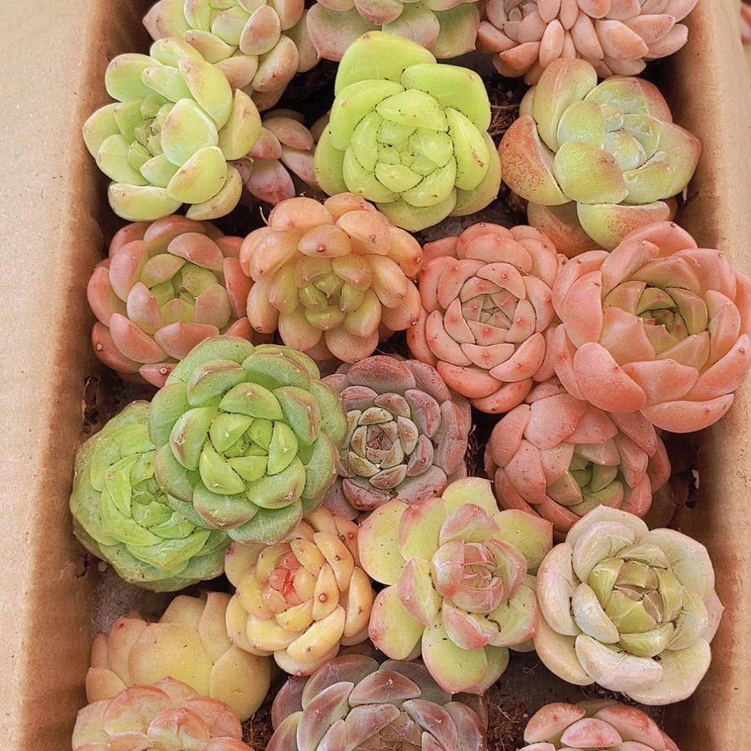 0000001量拍保底20颗，小