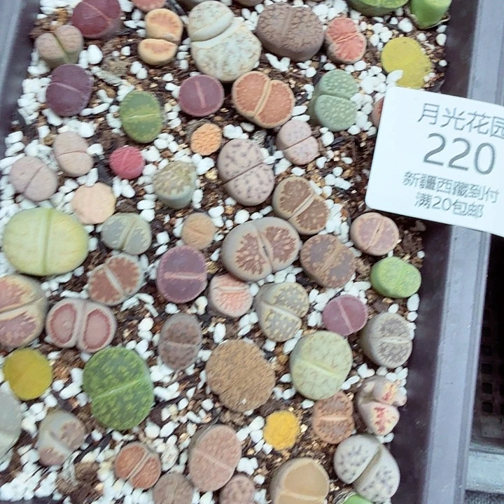 不要说对不起哦220是