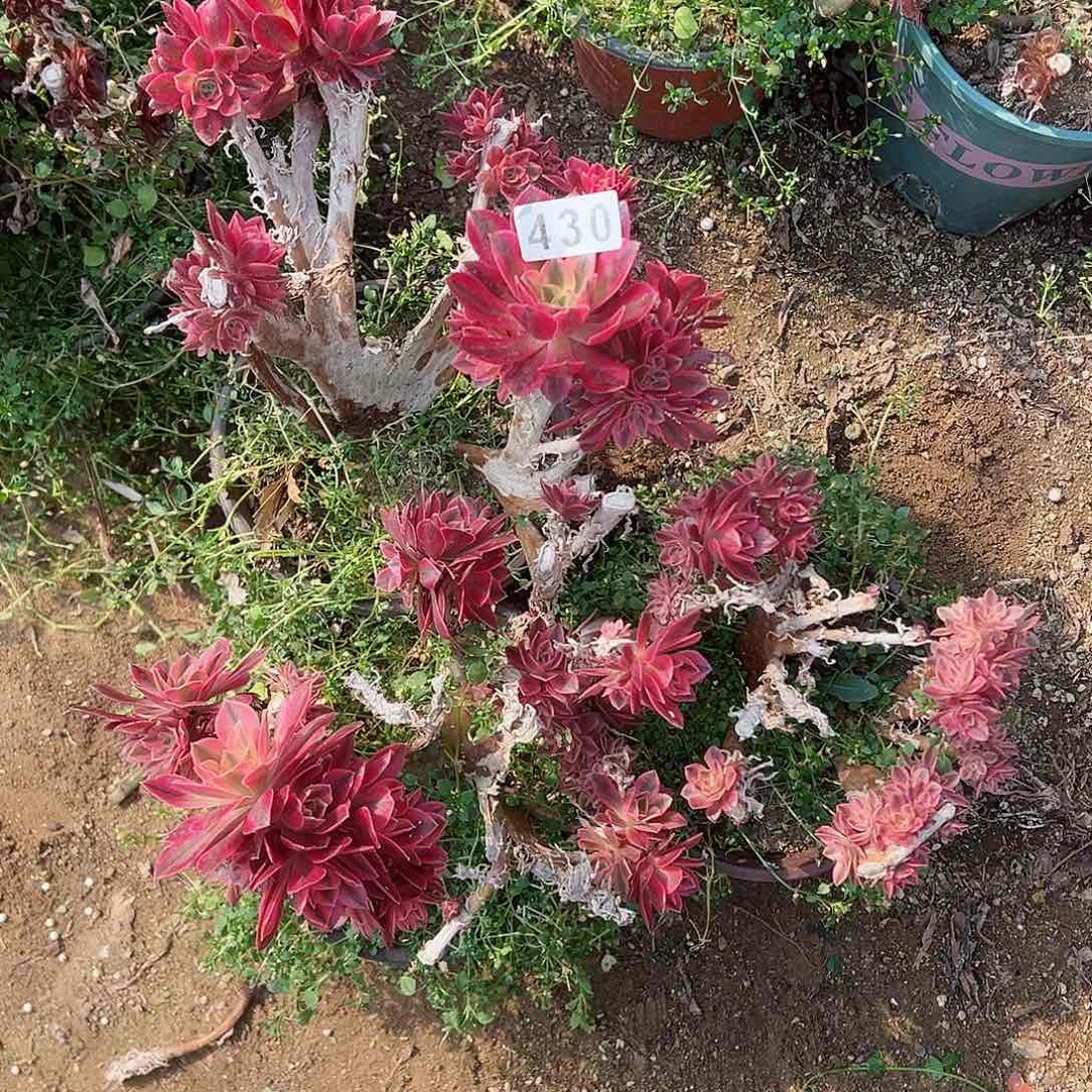 紫砂茶宠砍头裙不售后3个430