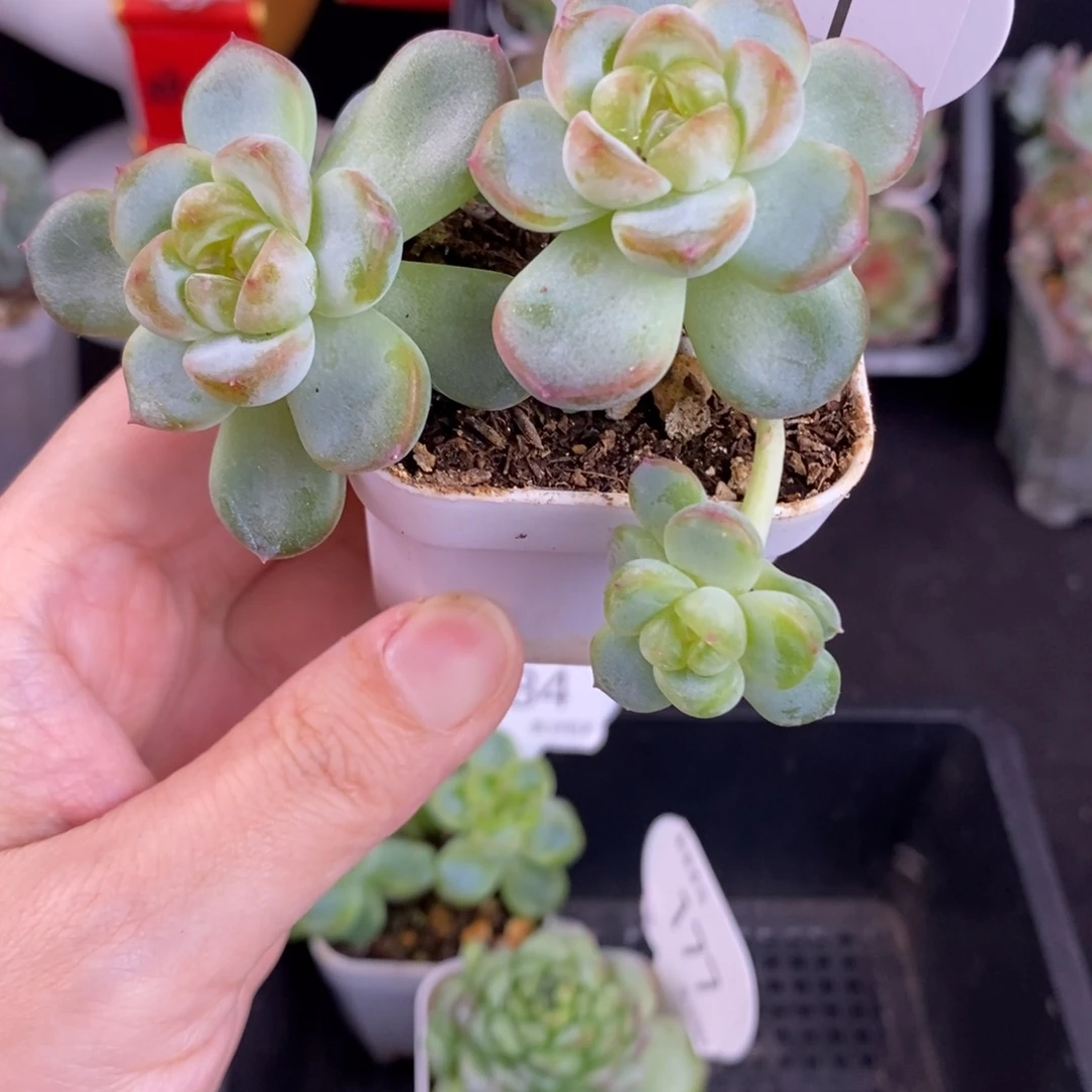 阳3000三头群181号