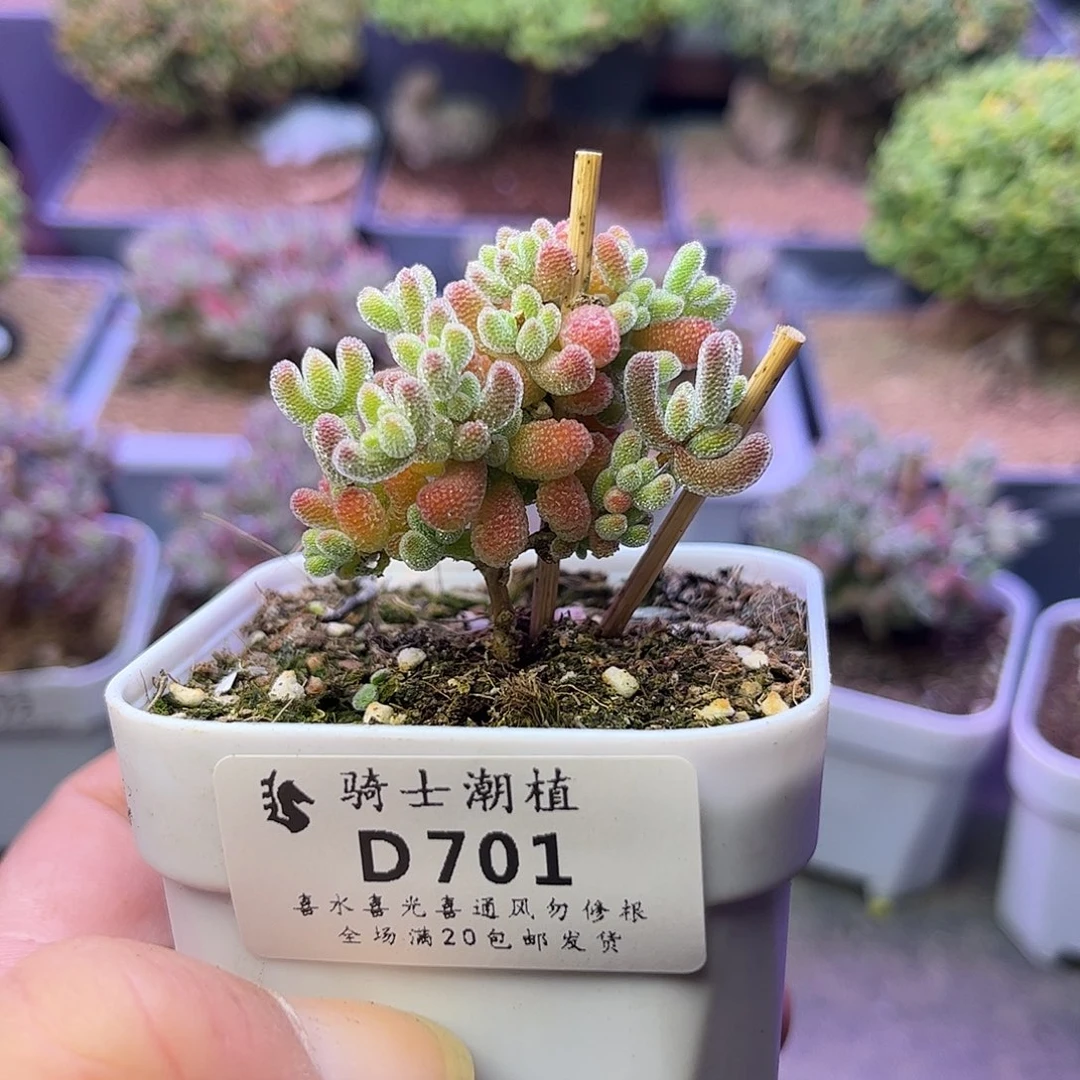 701优选冰晶枝干番杏