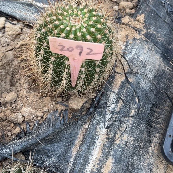 牛牛仙人球2092号