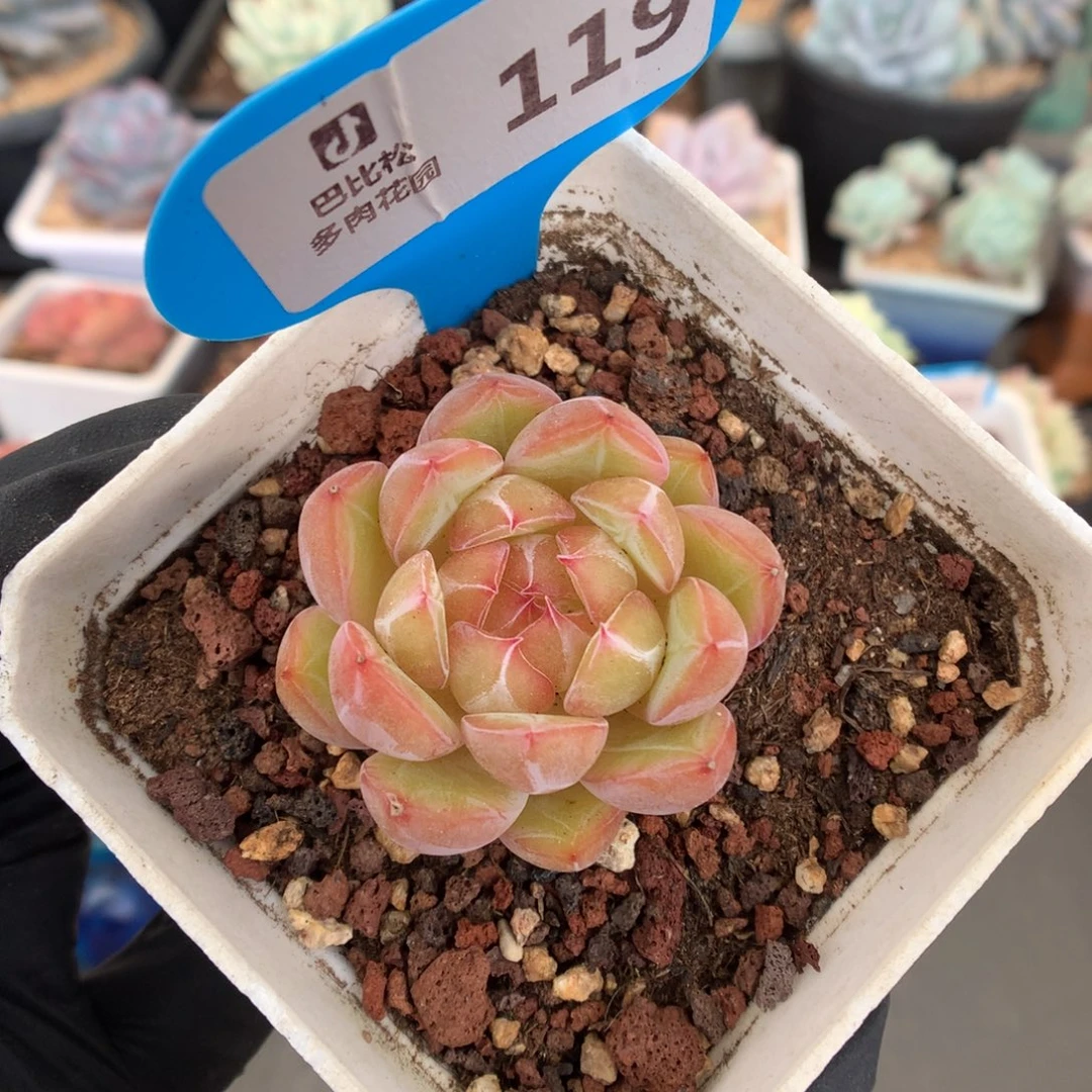 119 雪花珍妮多肉