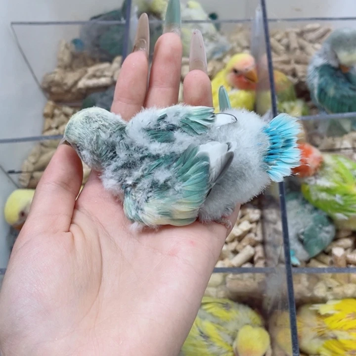 雨**。牡丹半毛一只