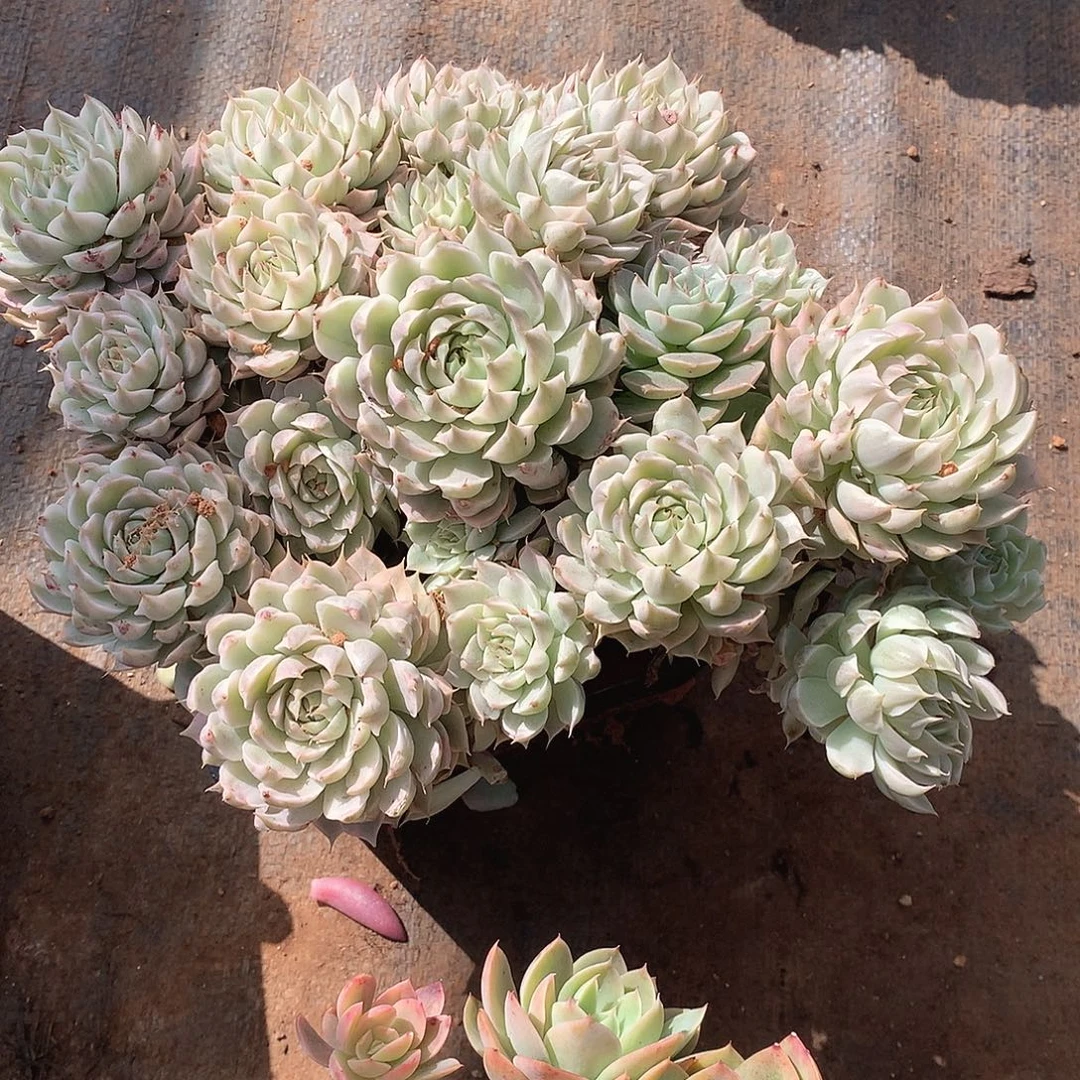 841锦 一物一拍多肉