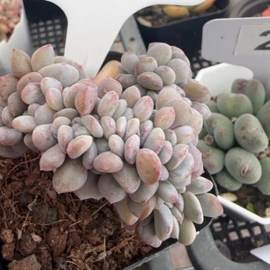 121雪精灵一物一拍多肉