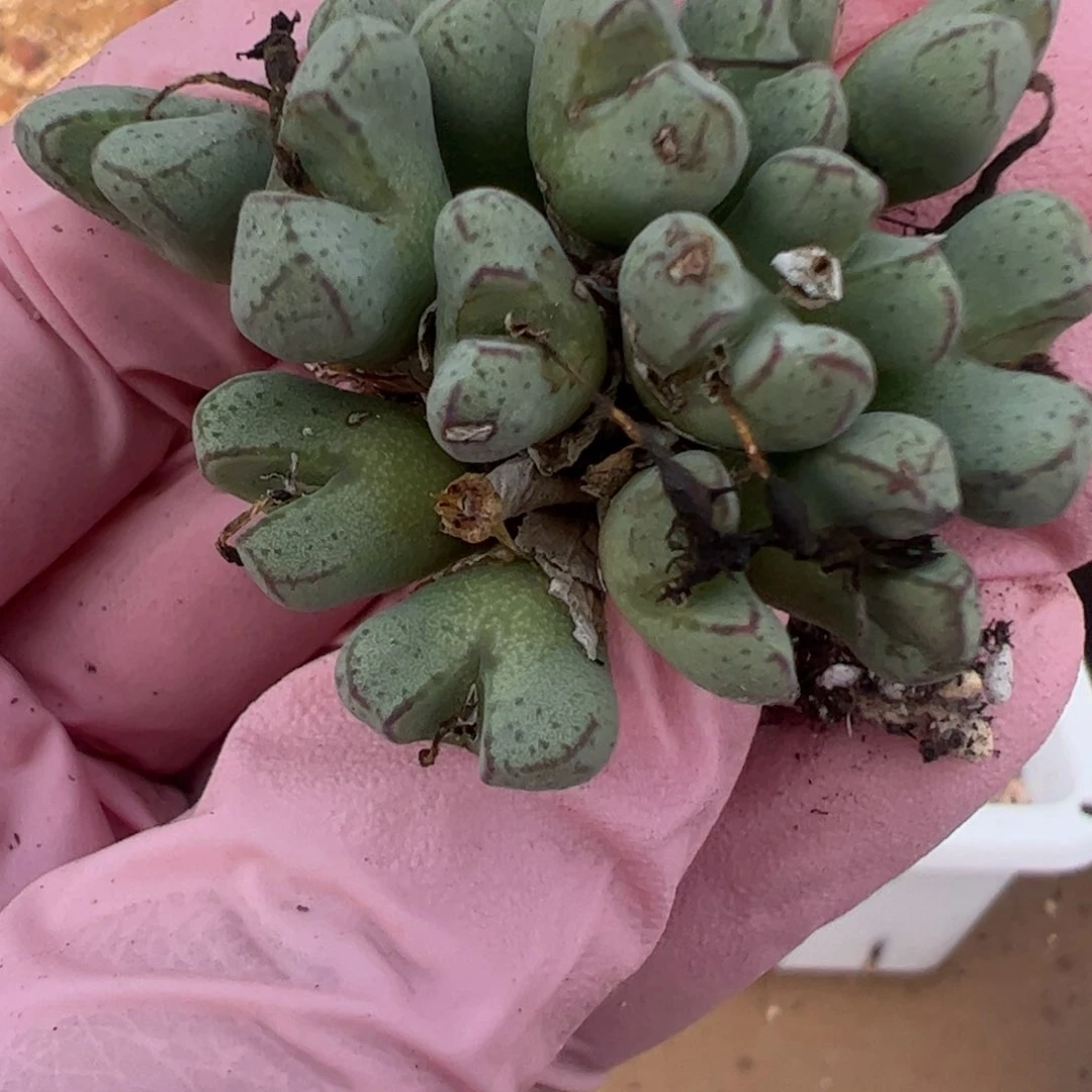 668 好看的多肉冲冲冲q