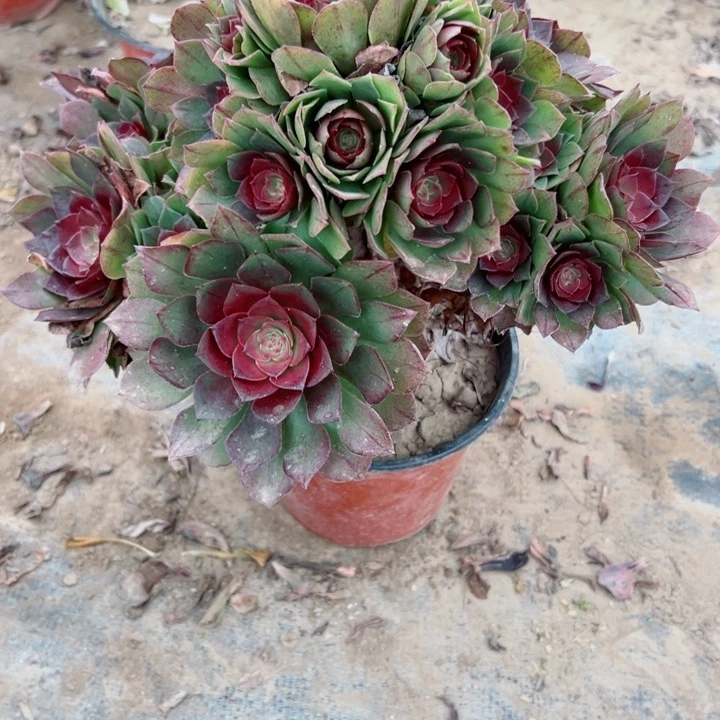 188桃花石多肉有断枝一个