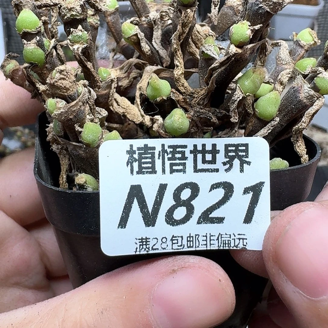 多肉植物的润泽从v