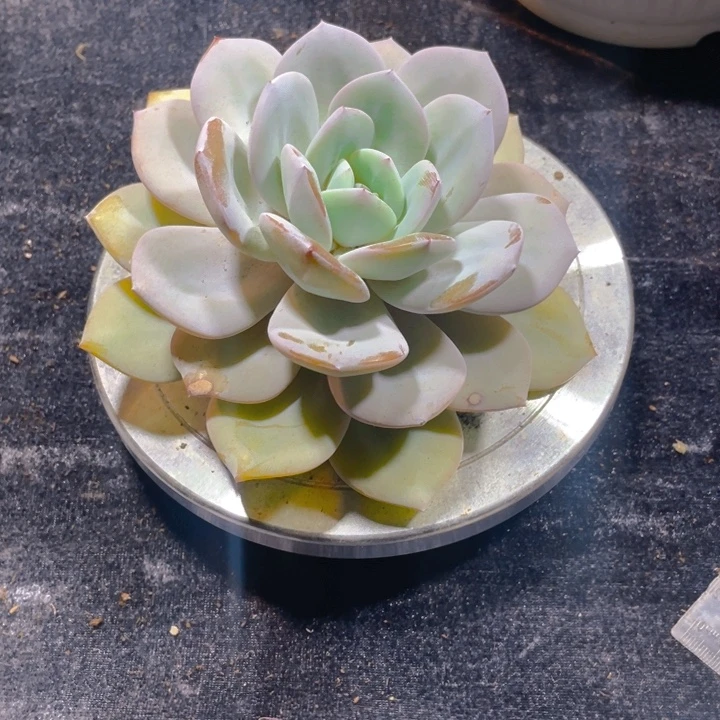 奶茶多肉植物一棵