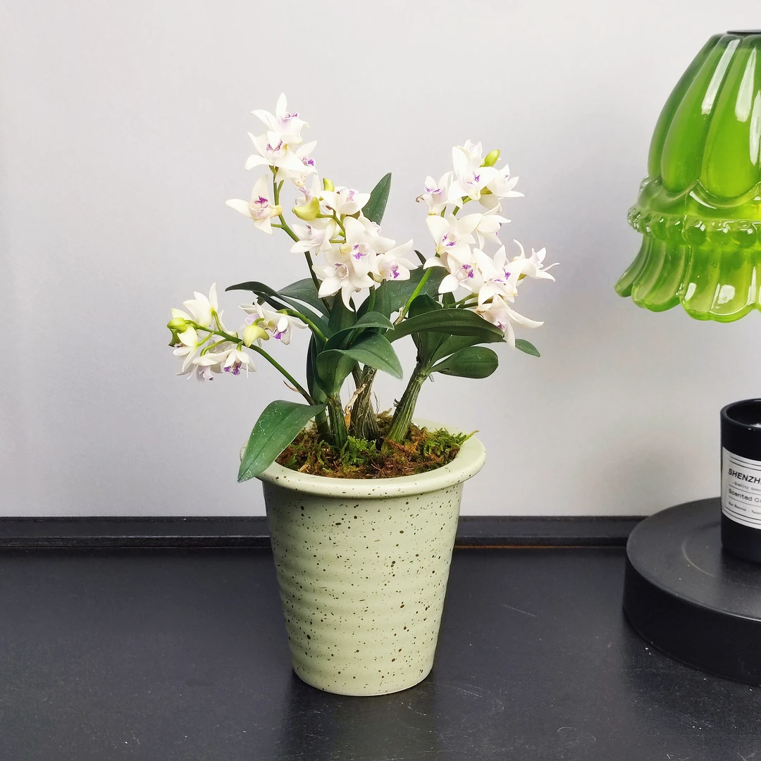 石斛兰盆栽浅绿甜筒懒人好养绿植室内阳台花园简单易打理