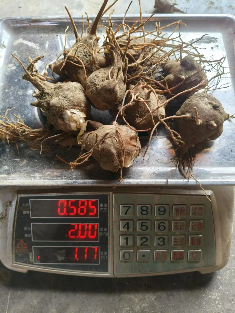 江油新鲜特级7个一斤大个子