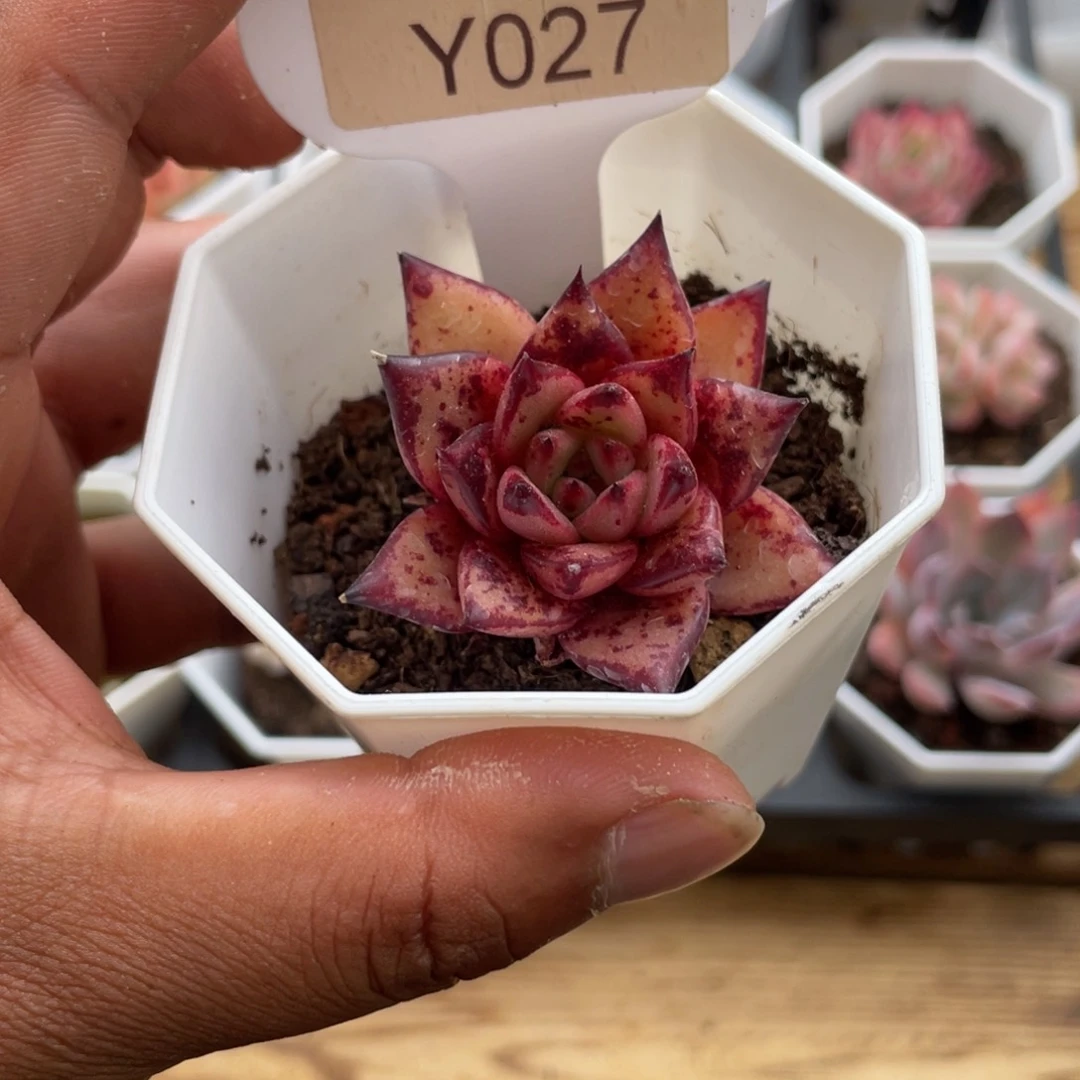 在****.0027血罗5.0厘米