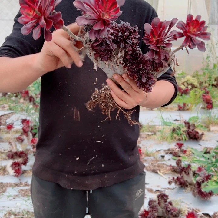 丽娜醉话110号多肉法师