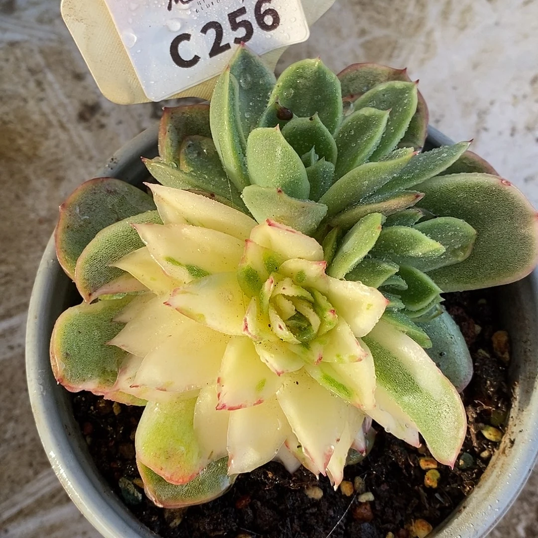 256哈哈哈哈哈哈哈