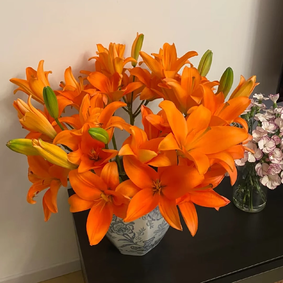 橙色亚百合室内无香多头鲜花云南基地直发百合花云南昆明花卉