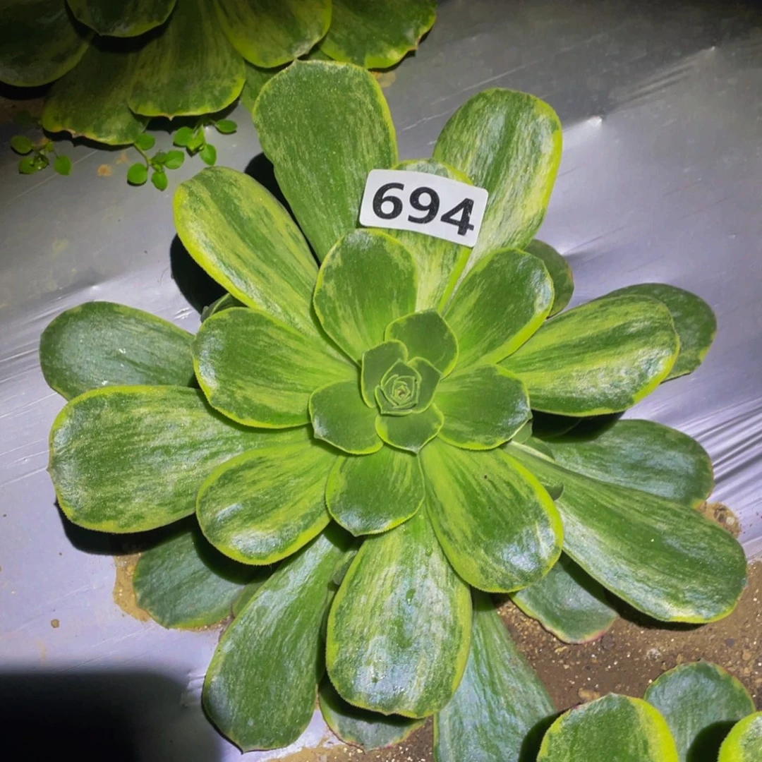 玉龙雪山多肉之前694