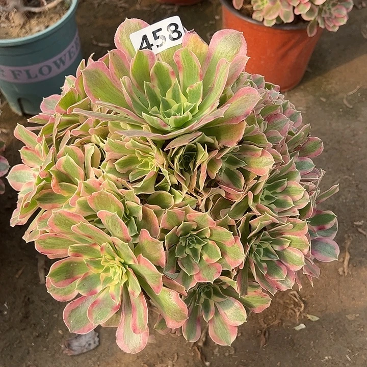 多肉植物布加迪458