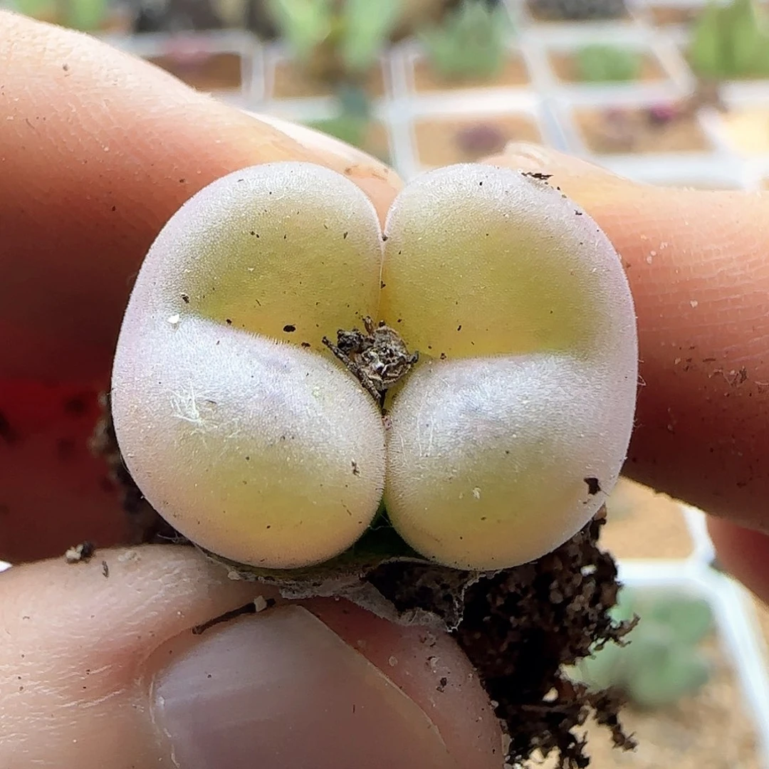 双头空卡。      41896