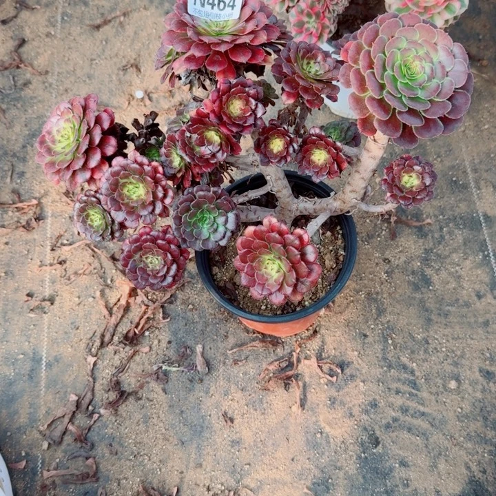 464越婵官服38左右2