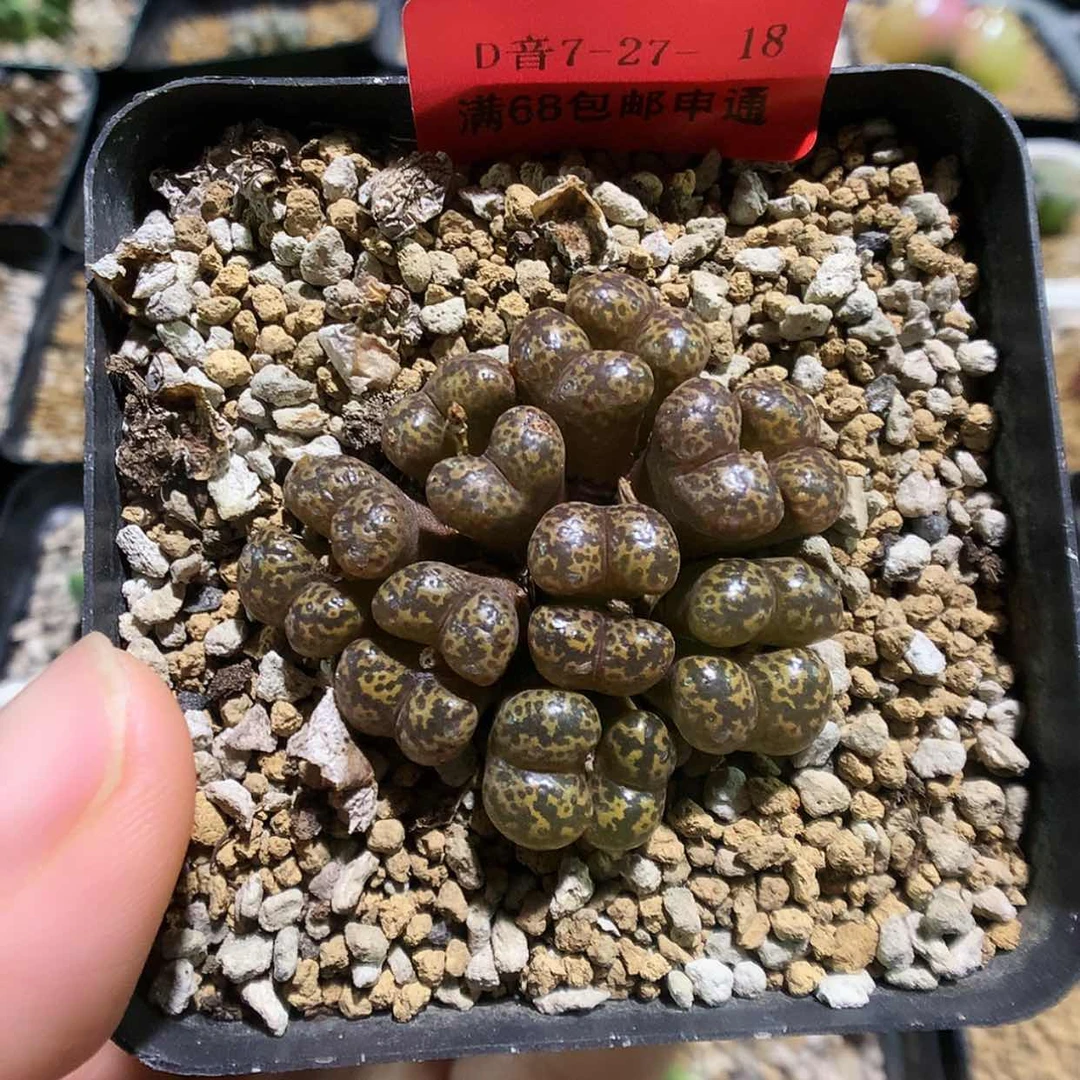 【闪购商品】7-27-18 勋章一群特30