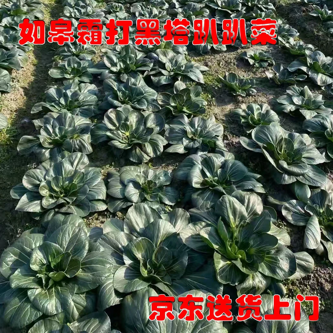 霜打如皋黑塌菜 黑塔菜