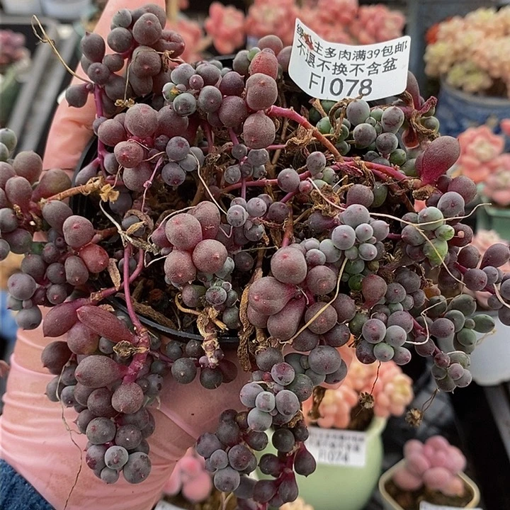 紫泡泡散拼13cm1078多肉