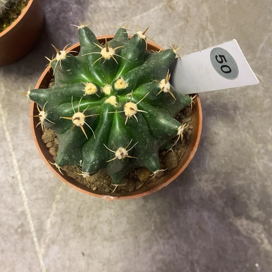 沉****一物一拍一棵仙人球