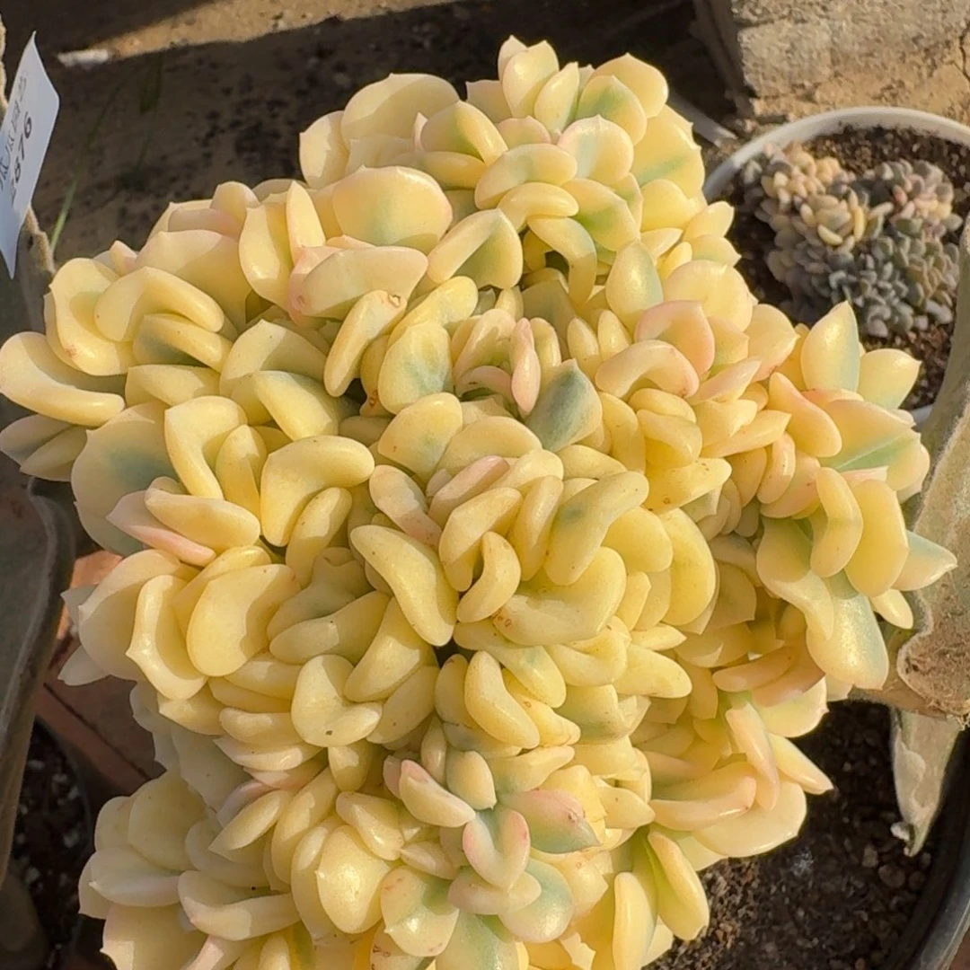 2876雪精灵锦缀多肉植物