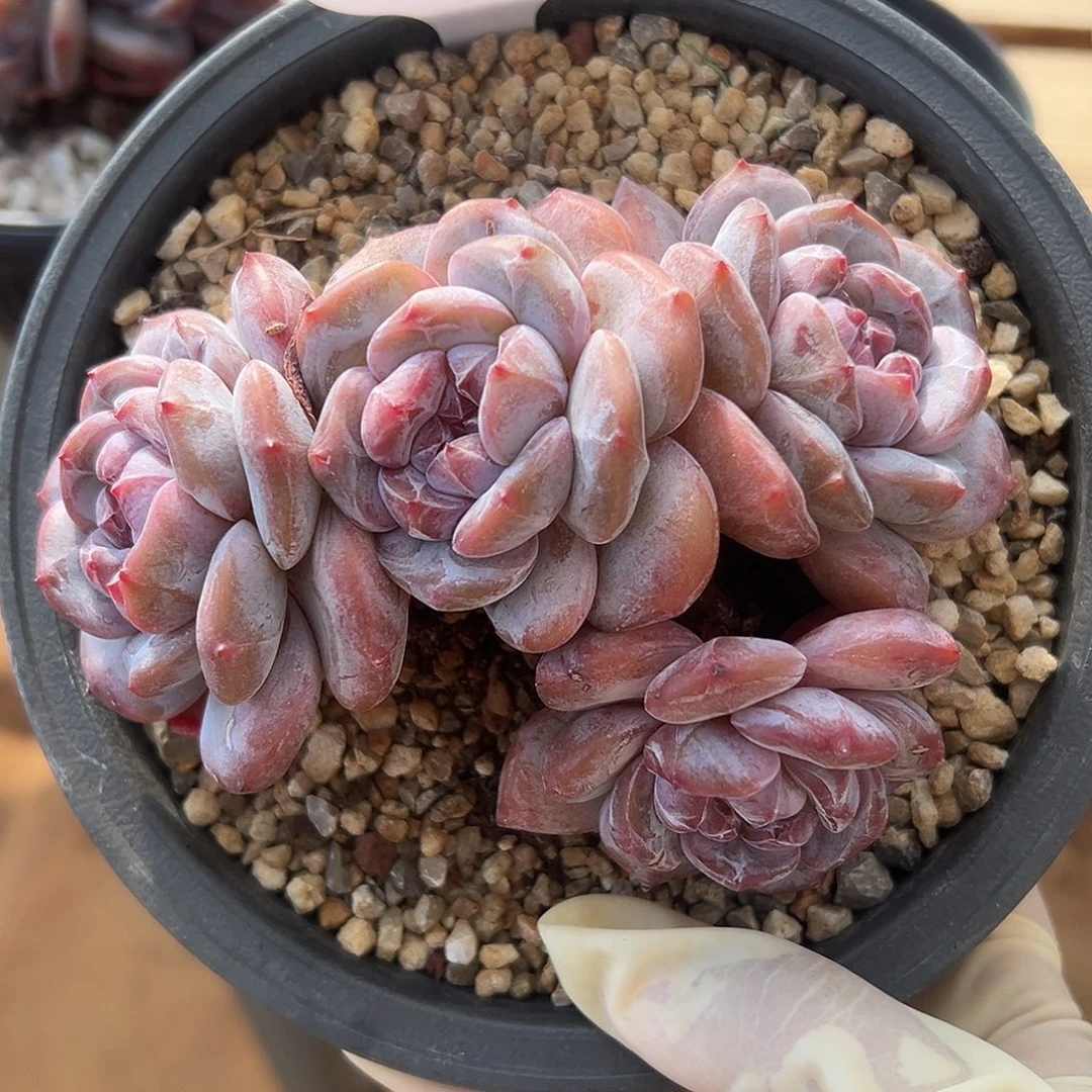 4头自然群哈哈哈哈哈哈哈