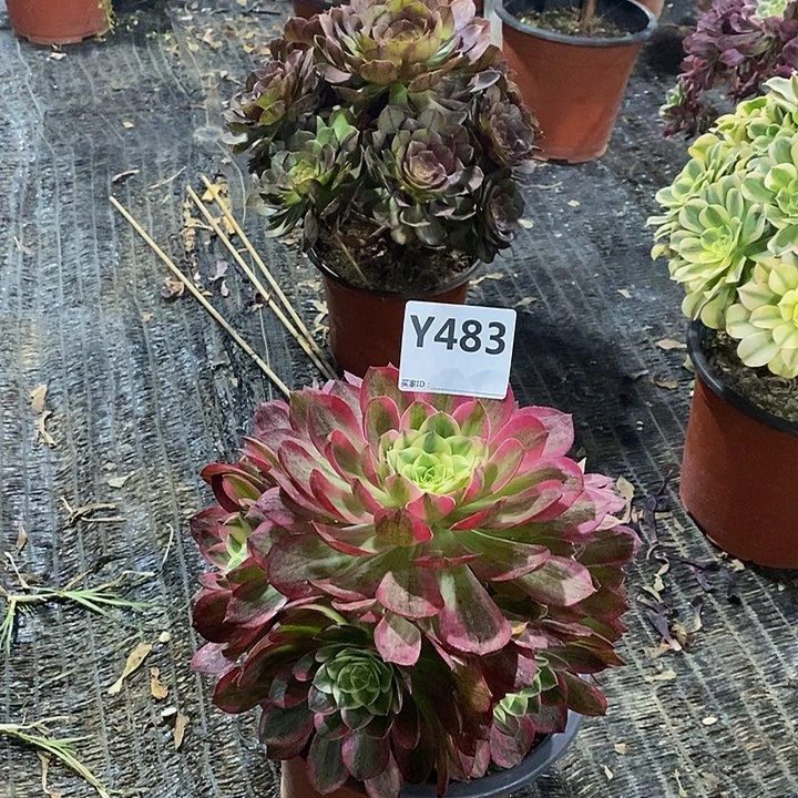 佳****）海王483。