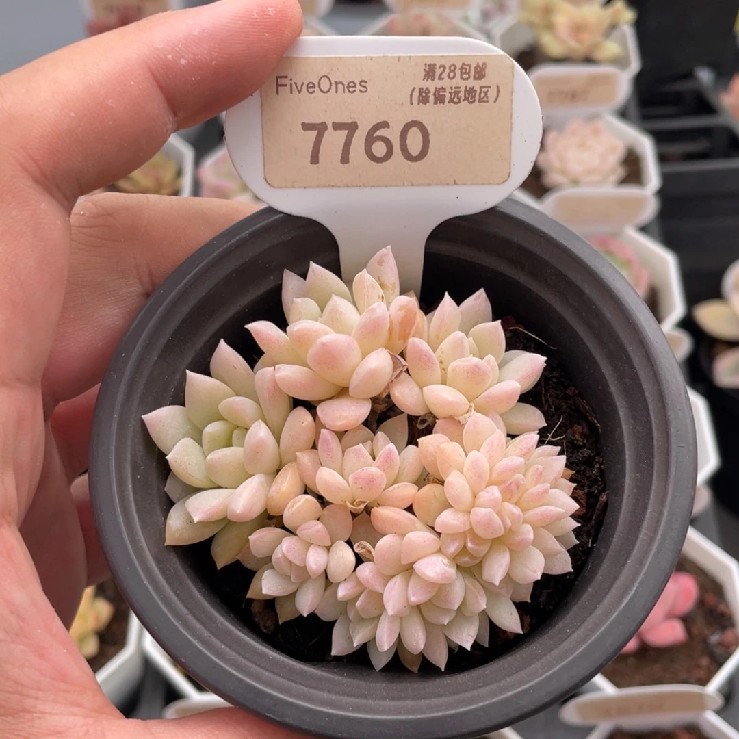 白雪缀7760-7厘米