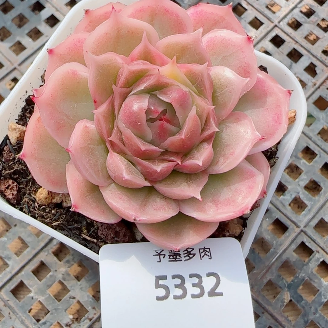 水晶虾饺，5332多肉植物