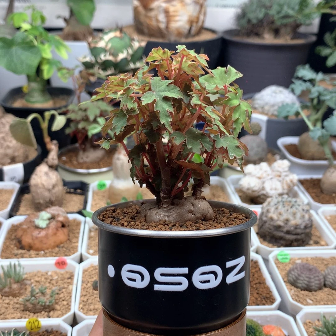 块根秋海棠带盆开普敦秋海棠