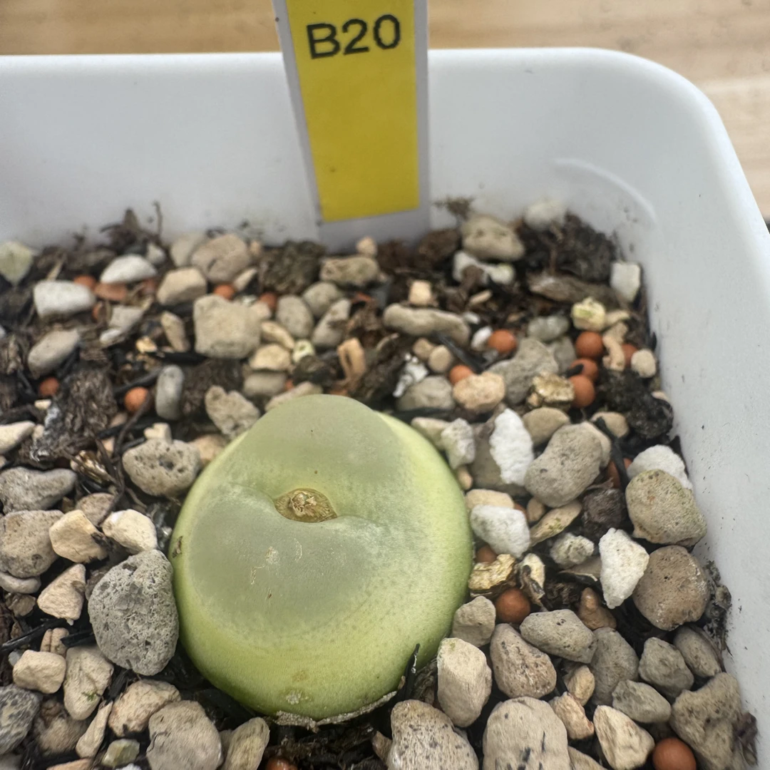 B20拉登番杏科阳台植物脱土发货