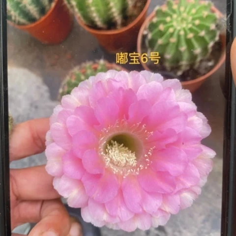 无花朵6号彩草仙人球侧芽