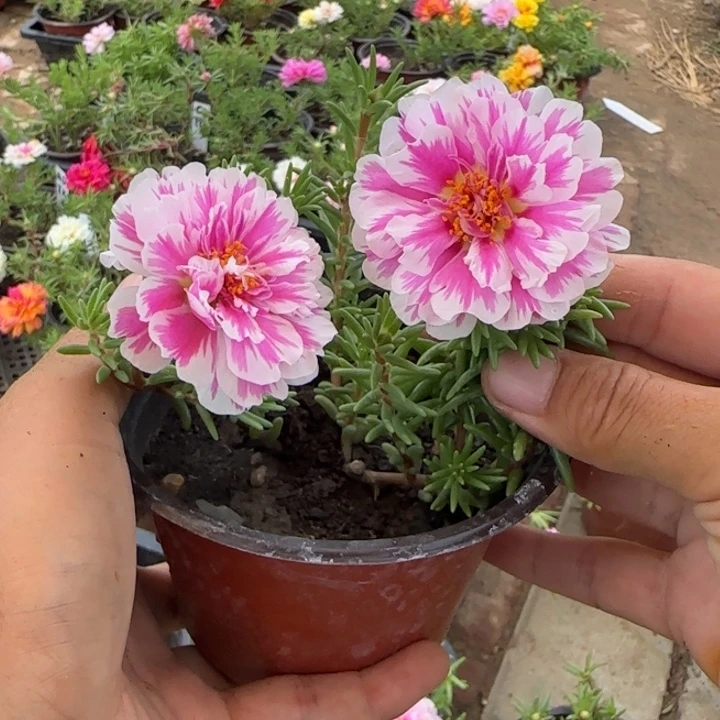 无花朵量拍俏芙蓉超小苗盆口10cm