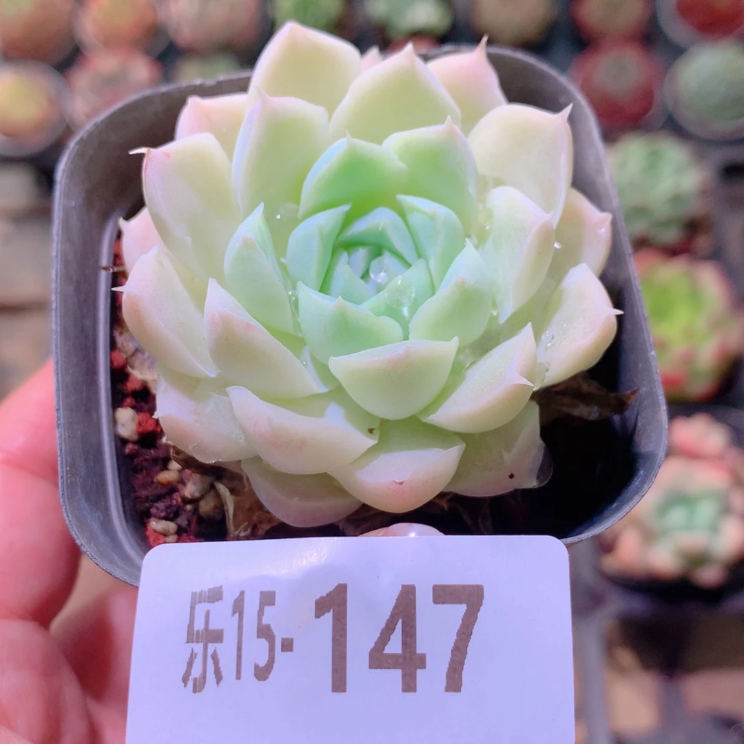 乐然15-147 白月影