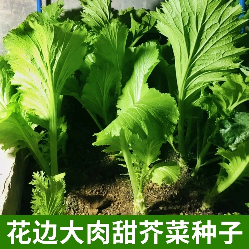 【大叶花边甜芥菜种子】阳台庭院四季盆栽种植农家菜园地芥菜蔬菜种