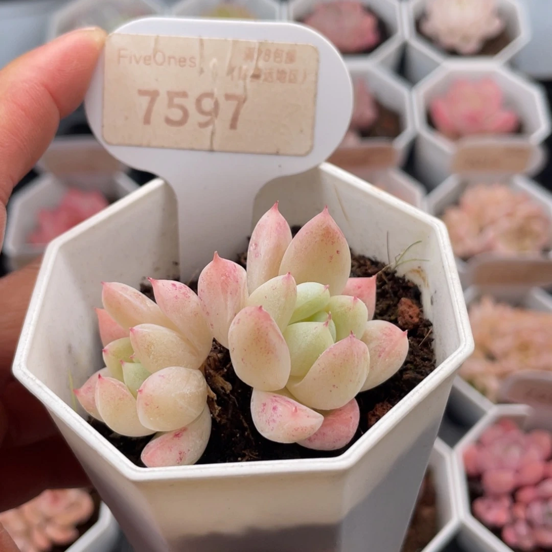 西施7597-5.0厘米