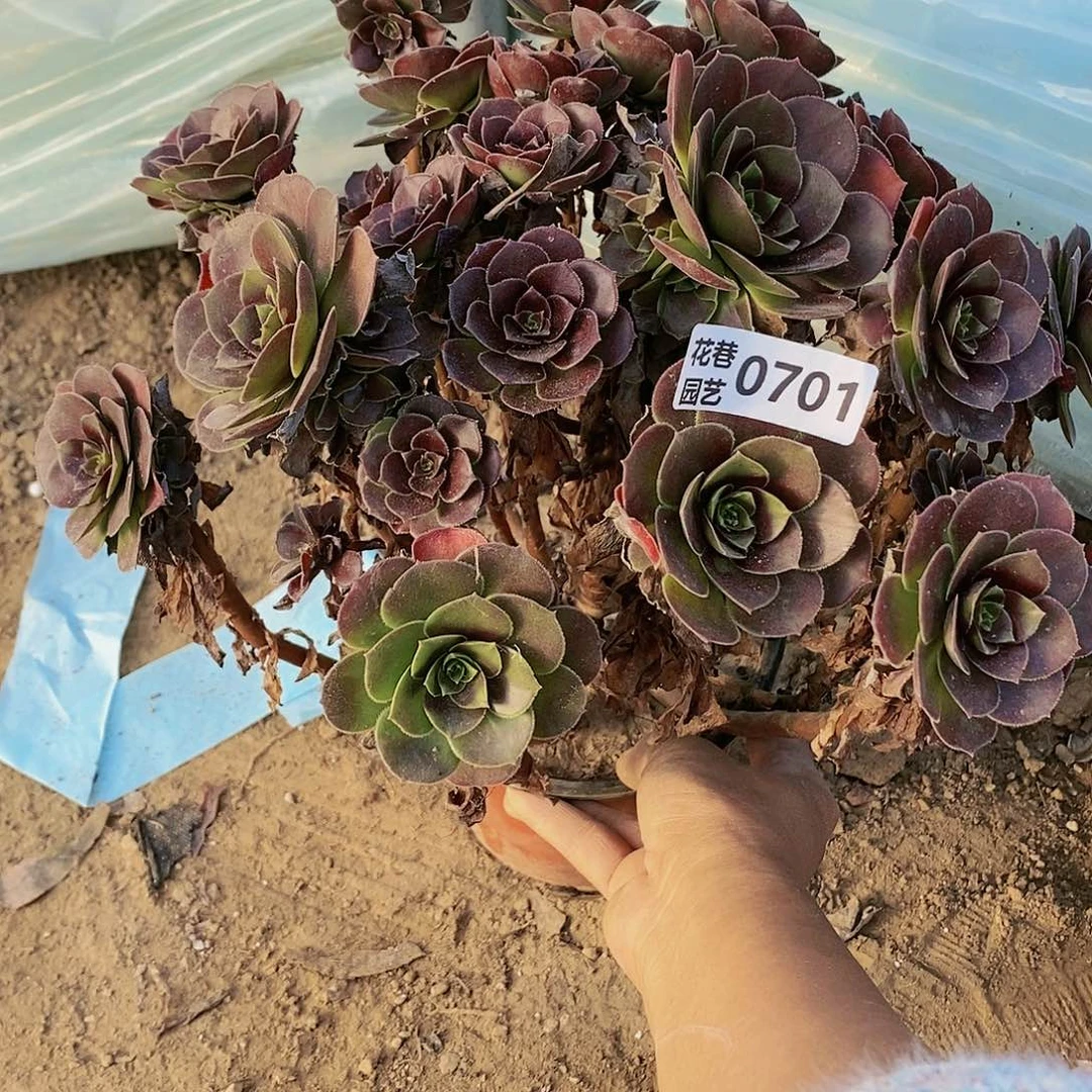 701号荷兰玫瑰多肉植物