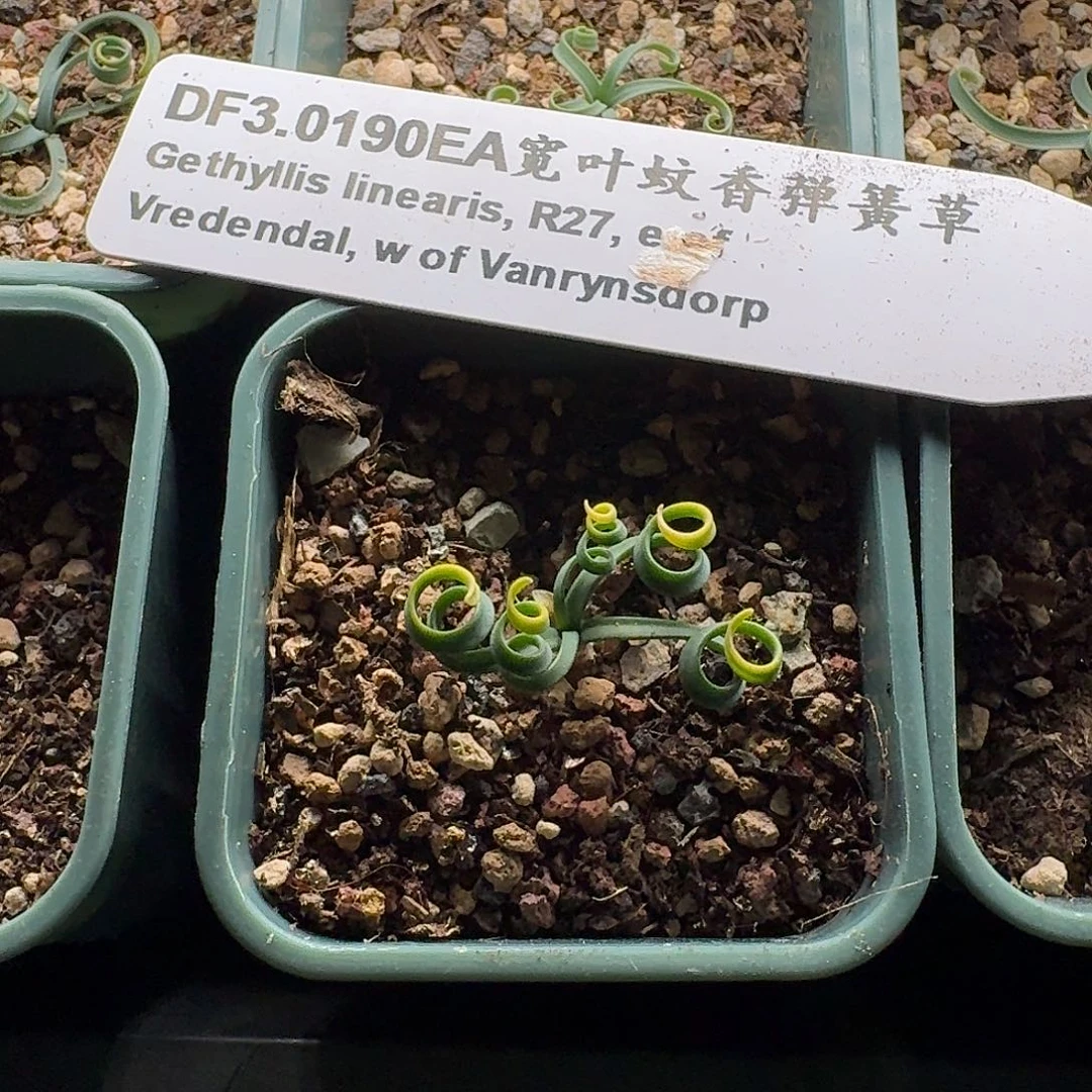 vredendal蚊香一份带盆