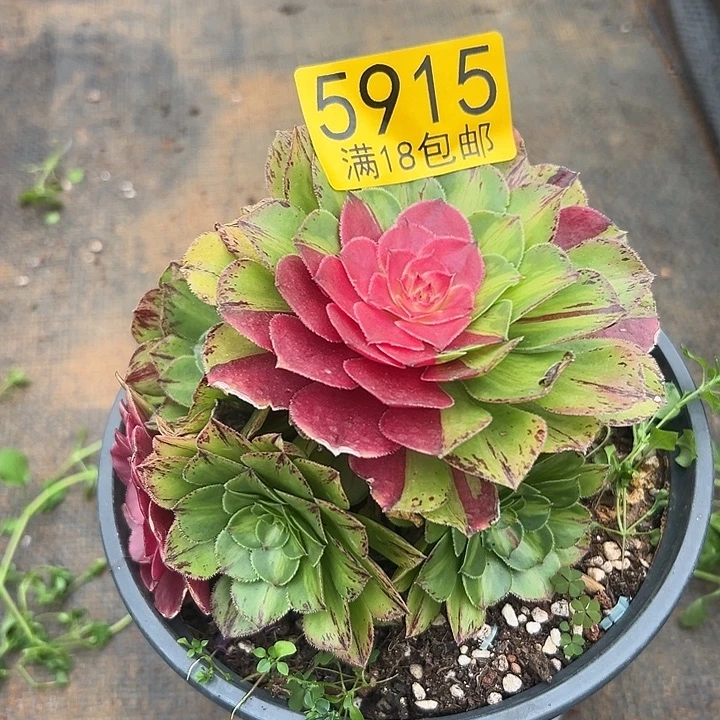 915  知否多肉法师锦