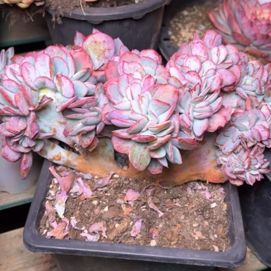 红*多肉植物的植物