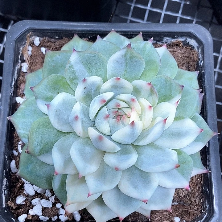 吉娃娃锦多肉植物