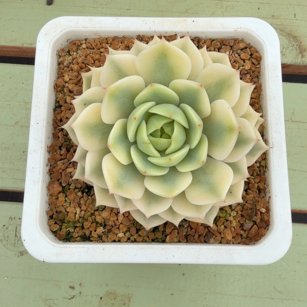 笨吧锦锦上园艺一物一拍