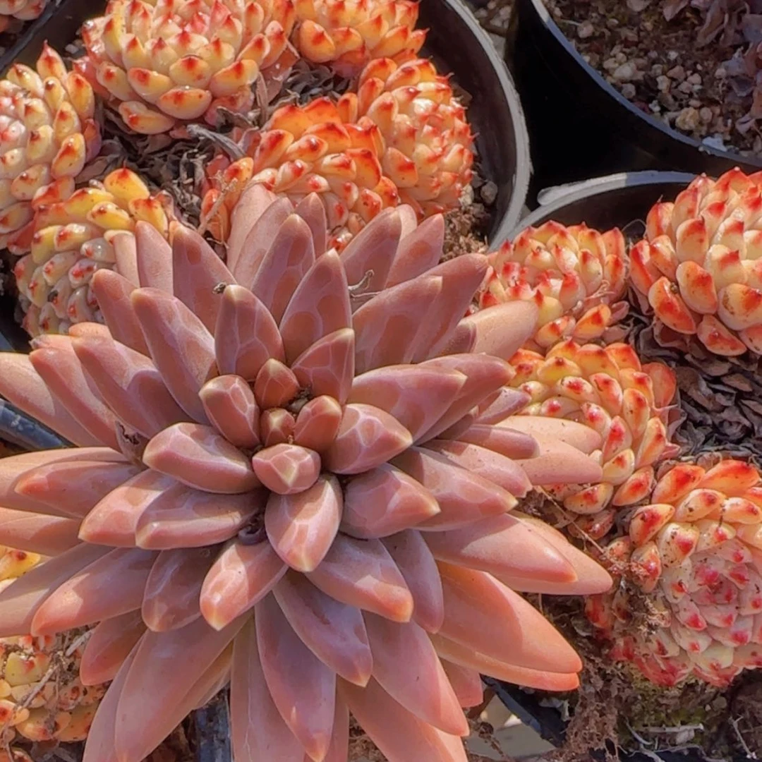 【闪购商品】梵高美人