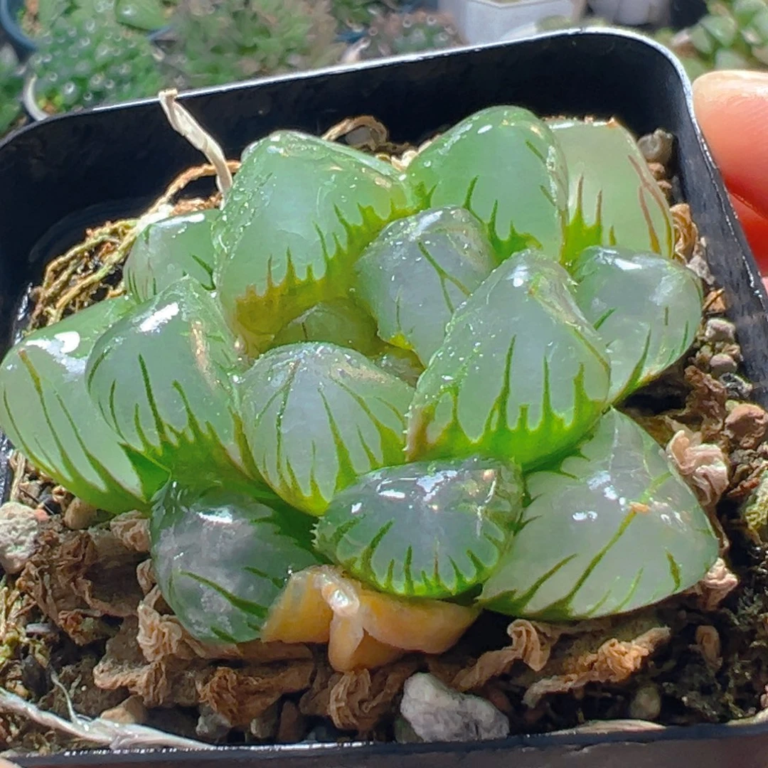 3947多肉植物一颗多肉