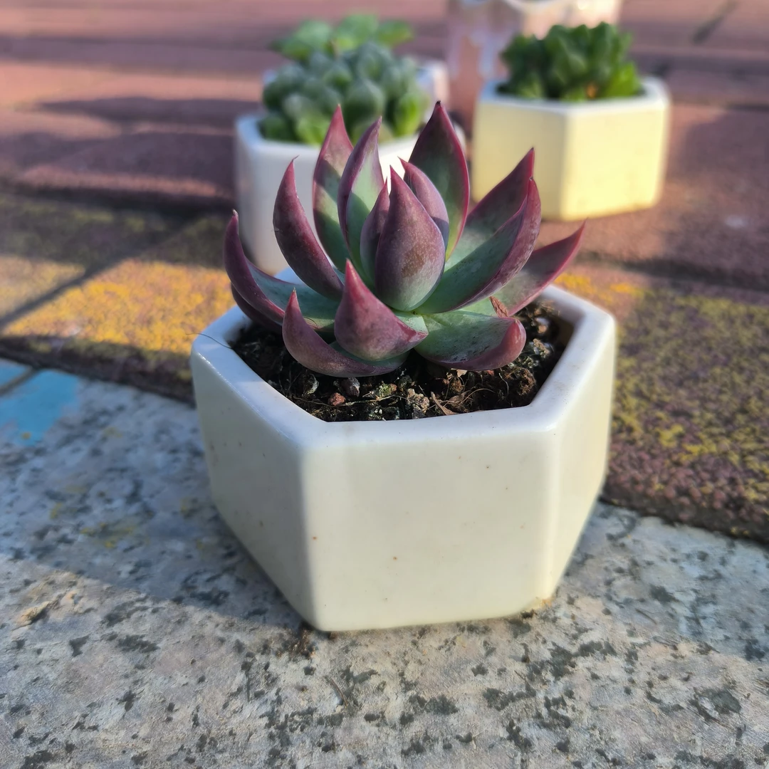 多肉植物组合盆栽室内好养小绿植好活惊鸿仙子带陶瓷盆花卉